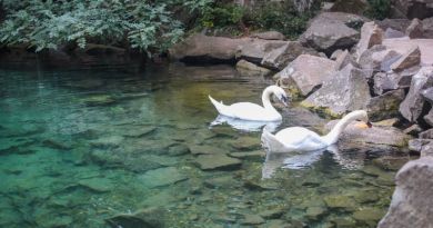 Авто-пешеходная экскурсия из Алушты (фото 28)